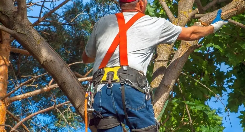 Arborist cu ham portocaliu care lucrează printre ramurile unui copac